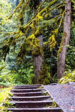 Orman Merdivenli Yosun kaplı Ağaçlar. Yüksek kalite fotoğraf