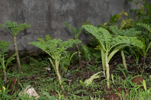 Planta Col Rizada Verde Huerta Hoja Beneficiosa Para Los Amantes — Foto de Stock