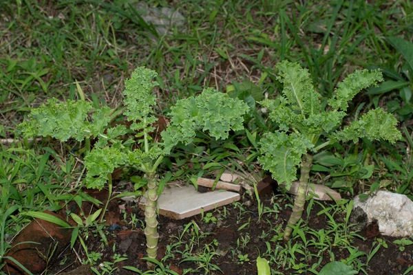 野菜の庭で緑のカール植物は 葉は健康愛好家のために有益です 高い抗酸化力 — ストック写真