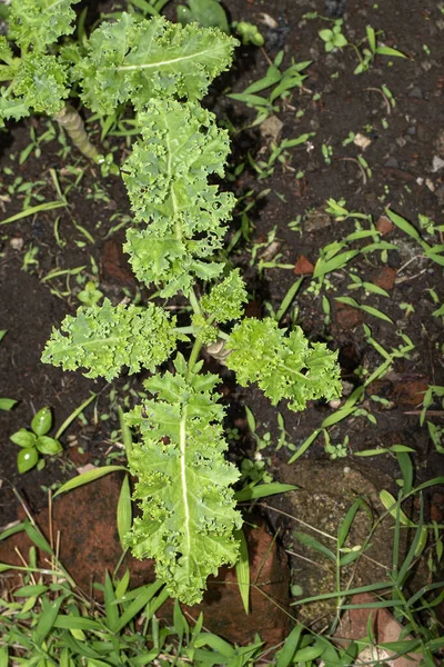 野菜の庭で緑のカール植物は 葉は健康愛好家のために有益です 高い抗酸化力 — ストック写真