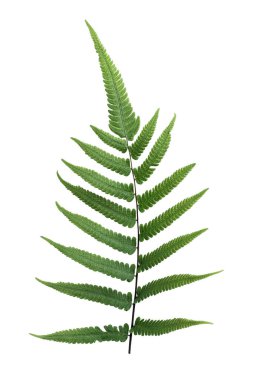 Beyaz arkaplanda Tracheophyta yaprağı sapı