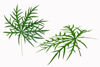 Jatropha multifida L dış yaralar için beyaz arka plan doğal tıbbı bırakır