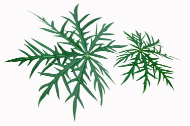 Jatropha multifida L dış yaralar için beyaz arka plan doğal tıbbı bırakır