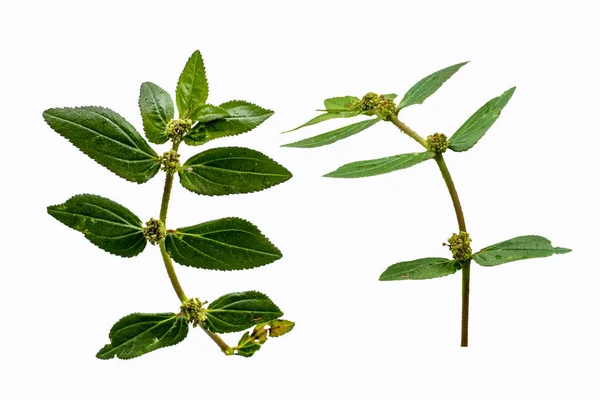Tuin Spurge Euphorbia Hirta Traditionele Kruidengeneeskunde Geïsoleerde Witte Achtergrond — Stockfoto