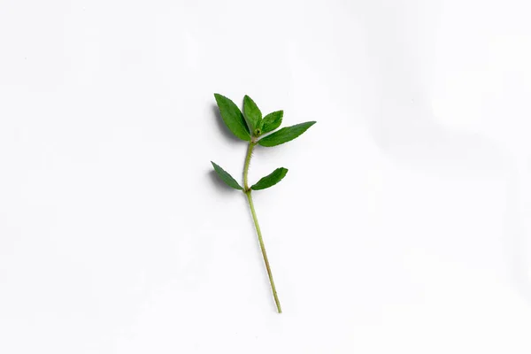 Escarcha Jardín Euphorbia Hirta Medicina Herbal Tradicional Aislado Fondo Blanco — Foto de Stock