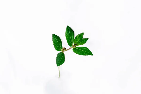Garden Spurge Euphorbia Hirta Traditional Herbal Medicine Isolated White Background — Stock Photo, Image