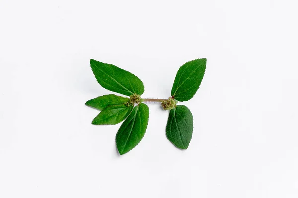 Garden Spurge Euphorbia Hirta Traditional Herbal Medicine Isolated White Background — Stock Photo, Image