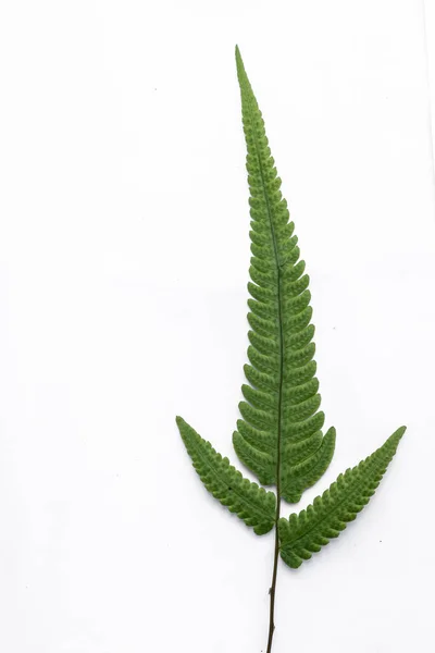 Tracheophyta Leaf Stalk White Background — Stock Photo, Image