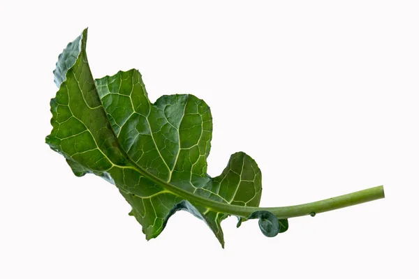 Φυλλώδη Λαχανικά Μπρόκολο Που Απομονώνονται Λευκό Φόντο Μπρόκολο Πράσινα Φύλλα — Φωτογραφία Αρχείου