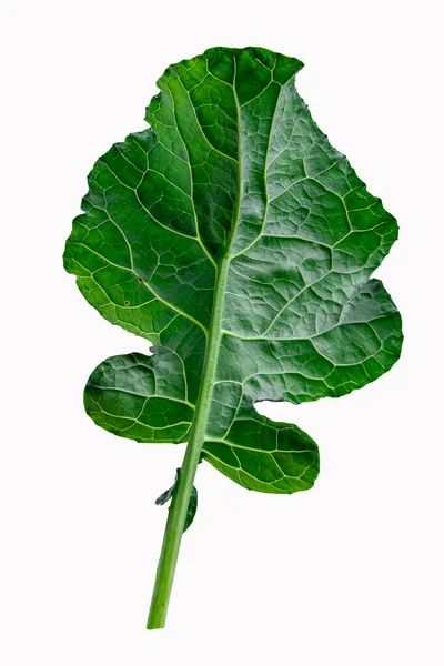 Brokkoli Blatt Gemüse Isoliert Auf Weißem Hintergrund Grüner Blattbrokkoli — Stockfoto