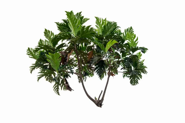 Artocarpus Bladeren Geïsoleerd Witte Achtergrond — Stockfoto
