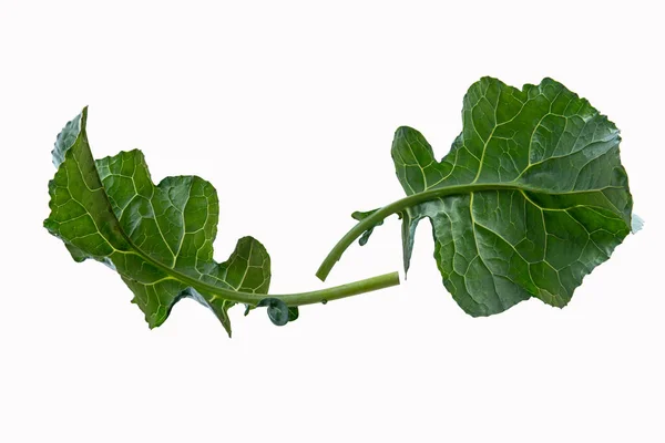 ブロッコリーの葉野菜は白い背景に隔離されています 緑の葉ブロッコリー — ストック写真