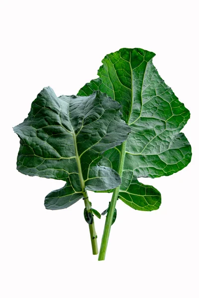 Φυλλώδη Λαχανικά Μπρόκολο Που Απομονώνονται Λευκό Φόντο Μπρόκολο Πράσινα Φύλλα — Φωτογραφία Αρχείου