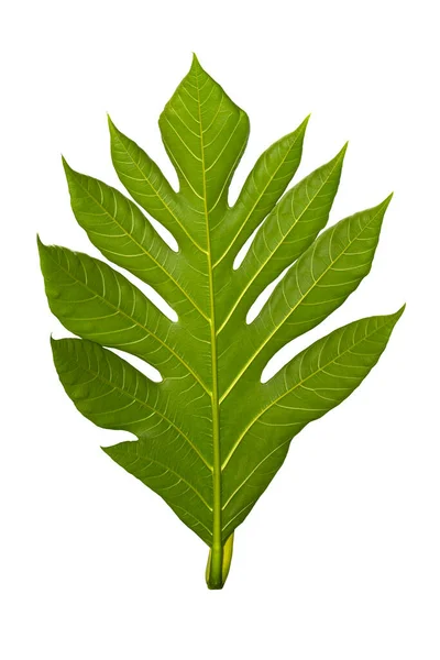 Artocarpus Camansi Leaf Isolated White Background — Stock Photo, Image