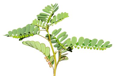 Phyllanthus niruri yaprağı, beyaz arka planda izole edilmiş geleneksel ilaç yaprağı.