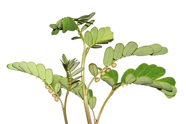 Phyllanthus Niruri Leaf Traditional Medicine Leaf Isolated White Background — Stock Photo, Image