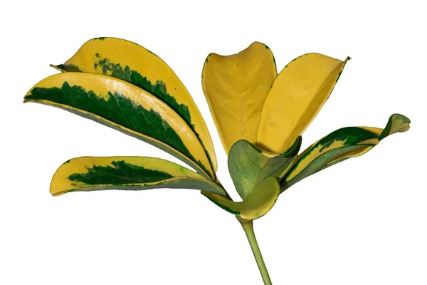 Жовтий Зелений Лист Варігати Ізольований Білому Тлі Відсічним Контуром — стокове фото
