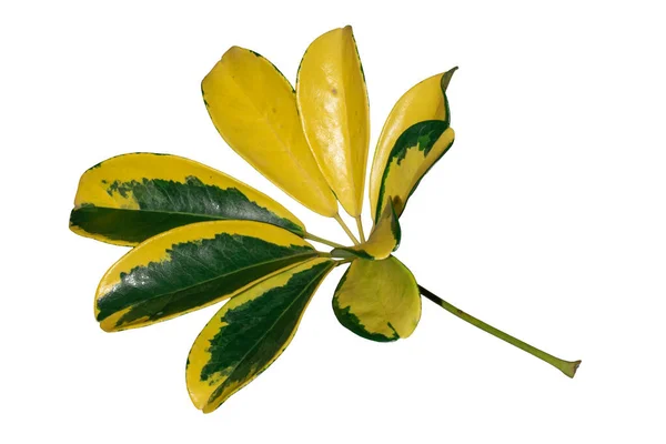 Жовтий Зелений Лист Варігати Ізольований Білому Тлі Відсічним Контуром — стокове фото