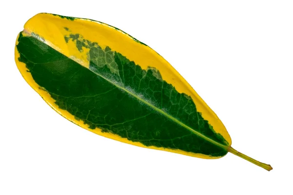 Żółty Zielony Liść Odmiany Odizolowany Białym Tle Ścieżką Wycinania — Zdjęcie stockowe