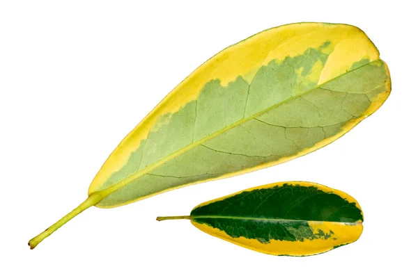 Yellow Green Variegata Leaf Isolated White Background Clipping Path — Stock Photo, Image