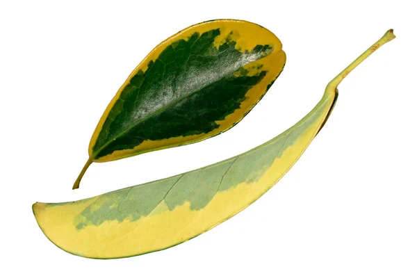 クリッピングパスを持つ白い背景に隔離された黄色の緑のバリエガータの葉 — ストック写真