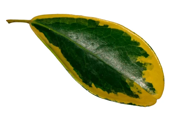 Żółty Zielony Liść Odmiany Odizolowany Białym Tle Ścieżką Wycinania — Zdjęcie stockowe