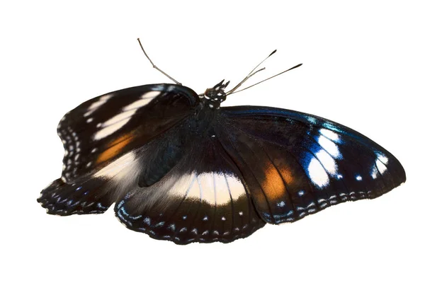 Farfalla Naturale Sfondo Bianco — Foto Stock