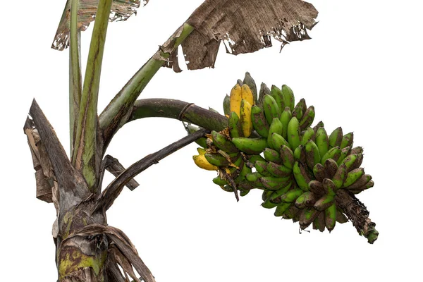 Zralé Banány Stromě — Stock fotografie