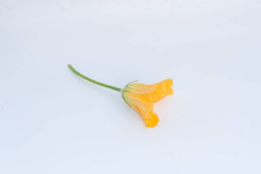 Sarı çiçekler. beyaz arkaplanda izole edilmiş kabak çiçeği