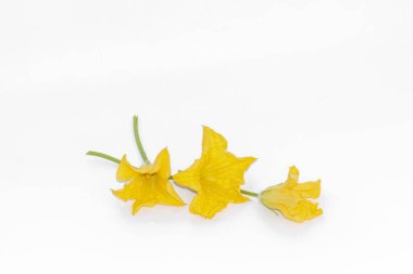 Sarı çiçekler. beyaz arkaplanda izole edilmiş kabak çiçeği