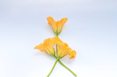 Sarı çiçekler. beyaz arkaplanda izole edilmiş kabak çiçeği