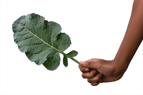 緑の葉を持つ手 キャベツの葉 — ストック写真