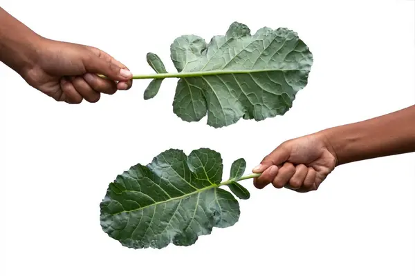 Χέρια Που Κρατούν Πράσινα Φύλλα Φύλλα Λάχανου — Φωτογραφία Αρχείου