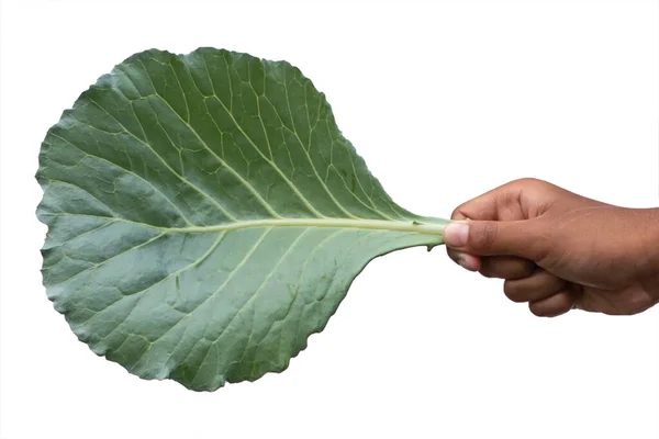 Handen Met Groene Bladeren Koolbladeren — Stockfoto