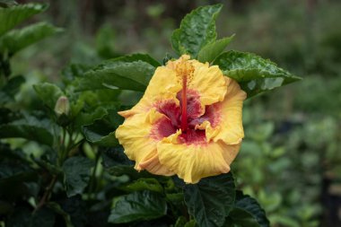 Hibiscus bitkisi bahçede.