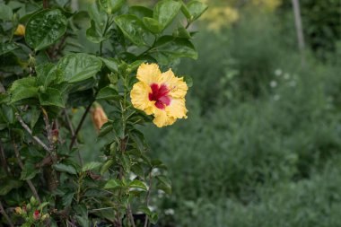 Hibiscus bitkisi bahçede.