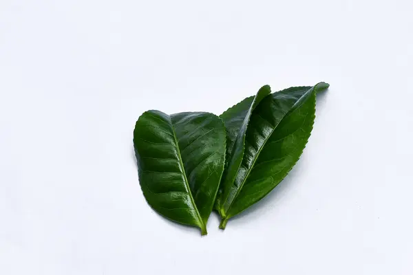 Green tea leaves on a white background, leaves are the basic ingredient for making tea