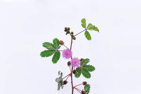 stock image Putrimalu plant (Mimosa pudica L) on a white background, as an alternative to traditional herbal medicine