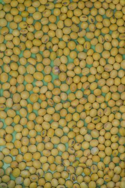 İzole edilmiş beyaz arka planda sarı soya fasulyesi, soya fasulyesi süt ve tofunun temel bileşenidir.