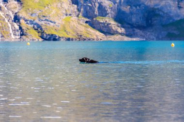 İsviçre 'nin Bernese Oberland kentindeki Kandersteg yakınlarında Oeschinen Gölü' nde (Oeschinensee) yüzen siyah labrador av köpeği.