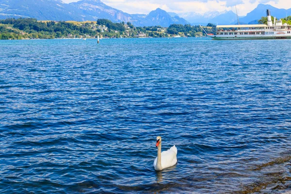 Lucerne, İsviçre 'de Lucerne Gölü' nde yüzen beyaz kuğu.