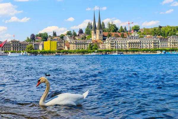 White Swan Swimming Lake Lucerne Lucerne Switzerland — Stock Photo, Image