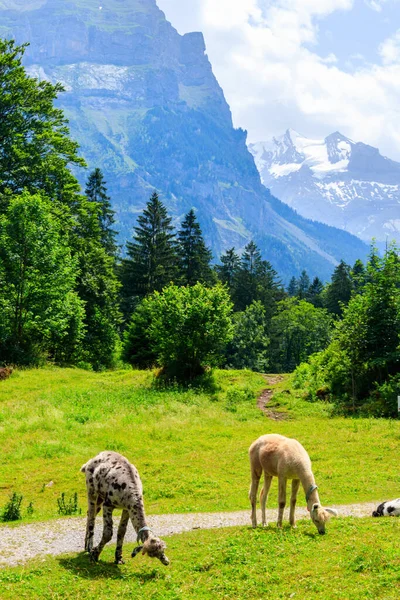 Två Alpacas Betar Grön Alpäng Schweiz — Stockfoto