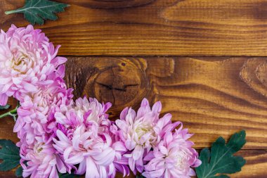 Ahşap arka planda güzel kasımpatılar. Üst görünüm, alanı kopyala