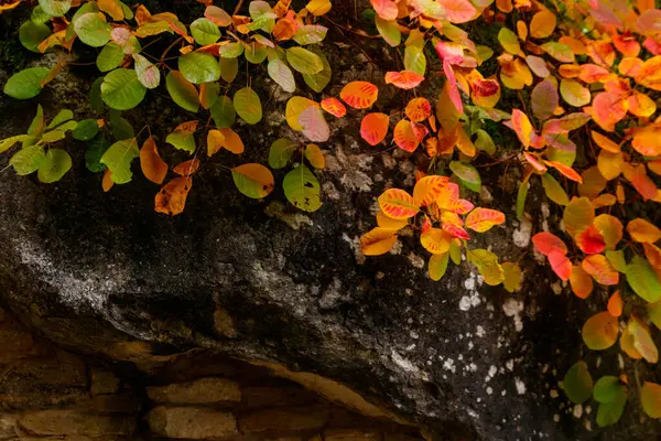 Schöne Bunte Baum Auf Der Spitze Des Felsens Herbst — Stockfoto