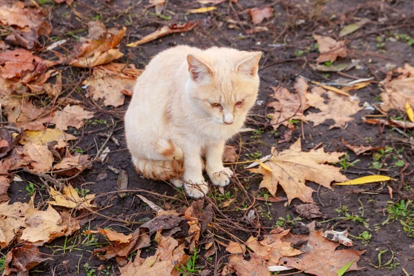 公園内の紅葉の猫 — ストック写真