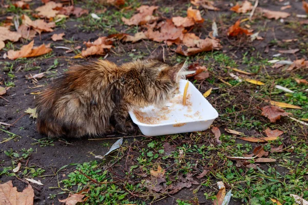 stock image Stray cat eating food in autumn city park