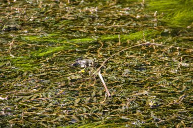 Bataklıktaki Kurbağa