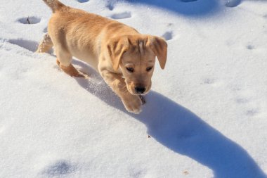 Beyaz karda küçük şirin labrador av köpeği.
