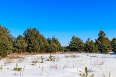 Kışın karlı çam ormanının manzarası